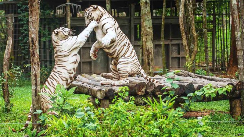 Khu vườn thú mở (Open Zoo)