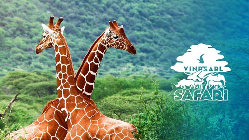 Những lưu ý khi đến địa điểm Vinpearl Safari