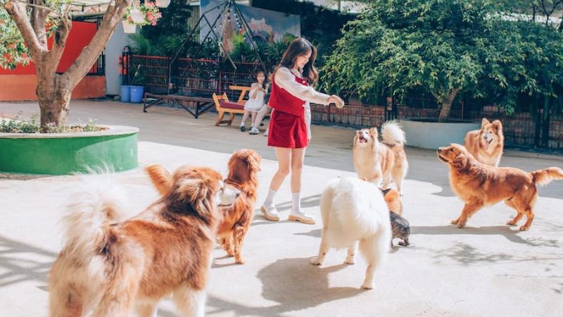 Nông trại cún Puppy Farm