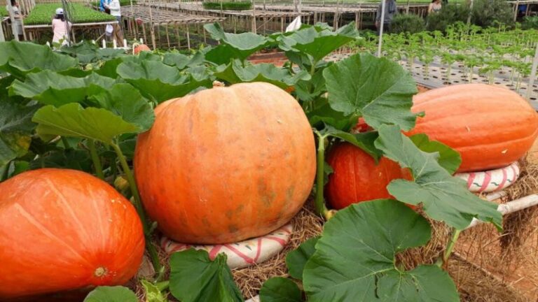 Hình ảnh vườn bí ngô khổng lồ ở Đà Lạt