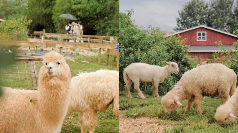 Trải nghiệm vườn thú Zoodoo Đà Lạt: thiên đường cực đáng yêu