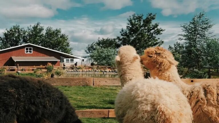 Bài đánh giá về Chika Farm Đà Lạt