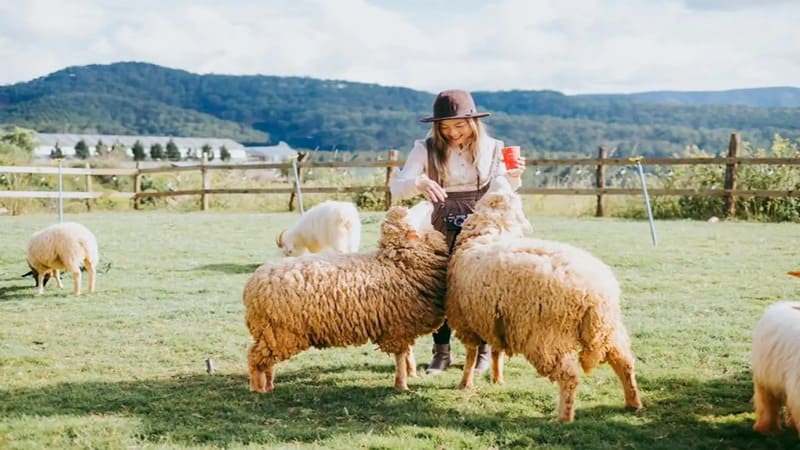 Đôi nét về Chika Farm Đà Lạt