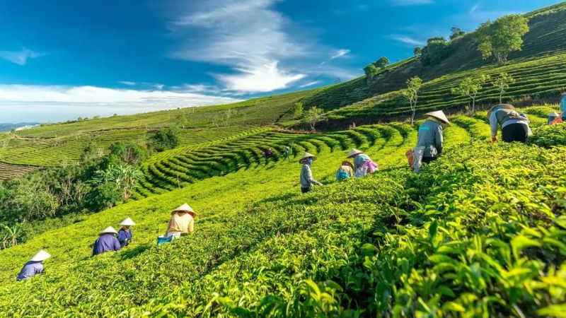 Giờ mở cửa và giá vé tham quan Đồi Chè Cầu Đất Farm Đà Lạt