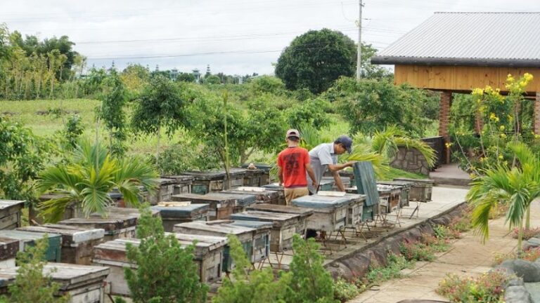 Khám phá quy trình lấy mật ong tại Dalat Bee Farm