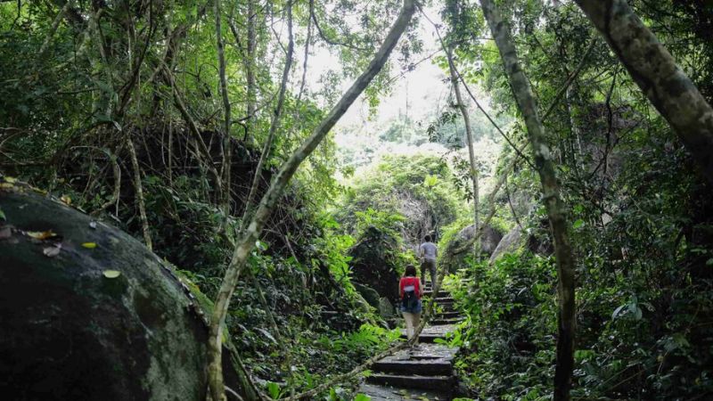 Khám phá rừng nguyên sinh 