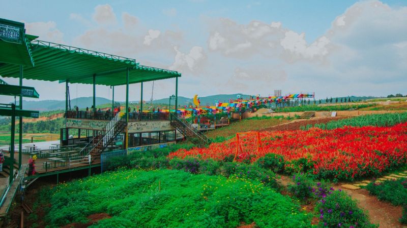 Ngắm nhìn cánh đồng hoa Mê Linh