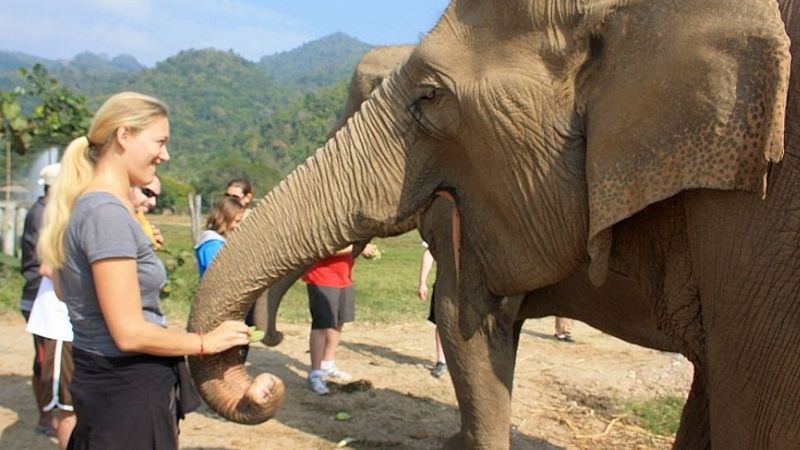 Cho voi ăn ngay trên đảo Hoa Lan Nha Trang