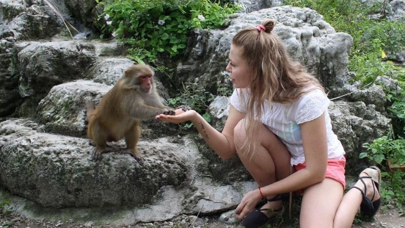 Du khách dễ dàng bắt gặp những chú khỉ đáng yêu trên đảo