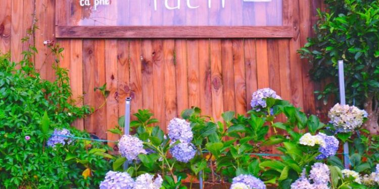 Tiệm cà phê tách Đà Lạt - Chiếc view ôm trọn núi đồi mộng mơ 