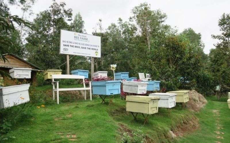 Trại ong Bee Farm tại Phú Quốc