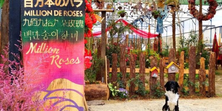 Cafe Triệu Đóa Hồng