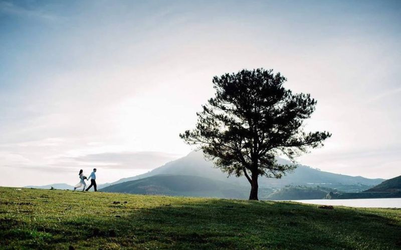 Cây thông cô đơn là một điểm nhấn độc đáo trong bức tranh thiên nhiên cảnh đẹp Đà Lạt