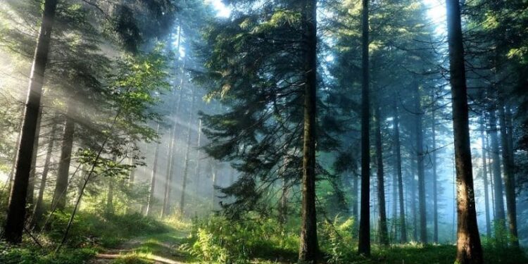 đồi thông đà lạt