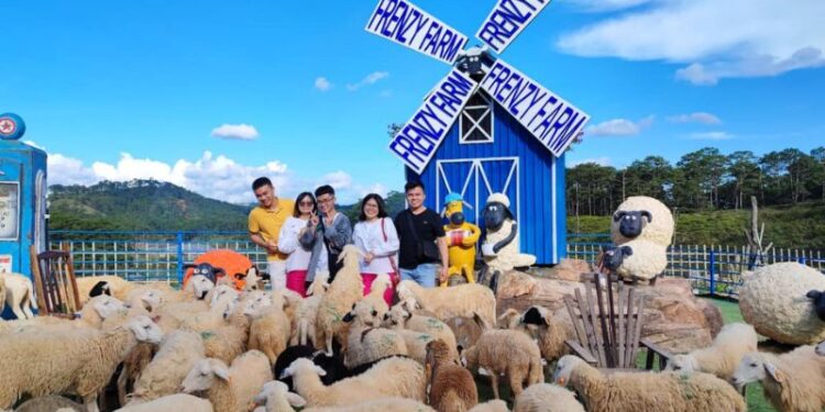 Bài đánh giá về nông trại cừu Frenzy Farm Đà Lạt