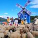 Bài đánh giá về nông trại cừu Frenzy Farm Đà Lạt