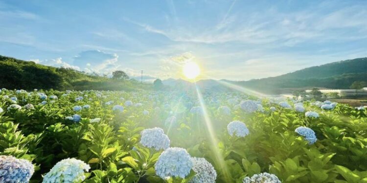 khu du lịch rừng hoa đà lạt