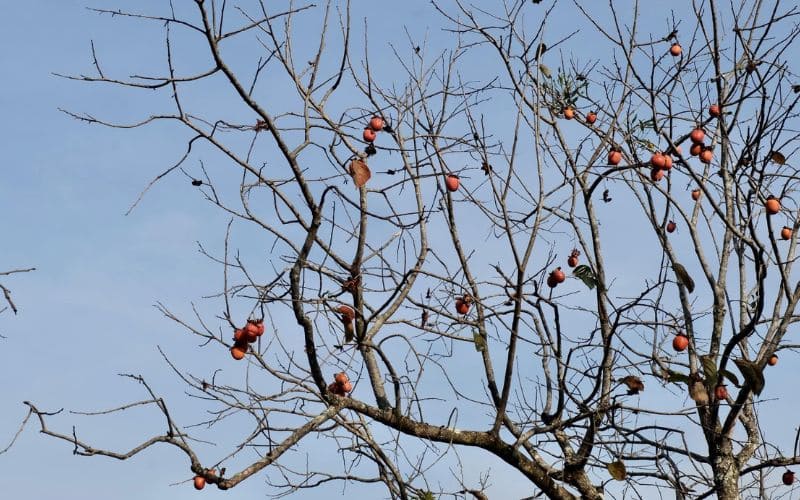 Mùa hồng chín vàng trên cây thật đẹp