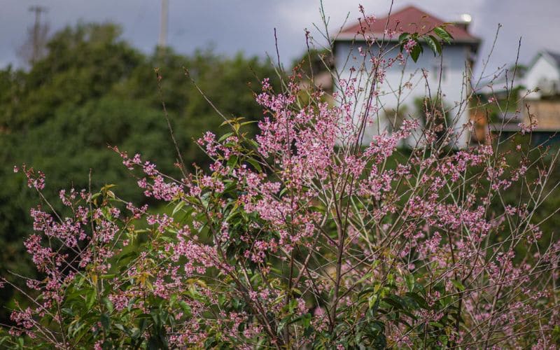 Nhìn ngắm những cảnh sắc thật đẹp từ Farm Mộc Trà