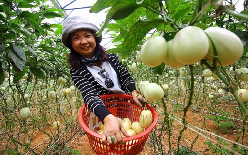 Cận cảnh nông dân trồng quả dưa hấu Pepino Đà Lạt