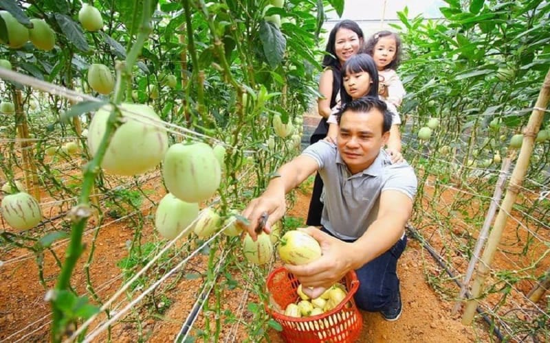 Vườn dưa Pepino là địa điểm du lịch ưa chuộng của gia đình