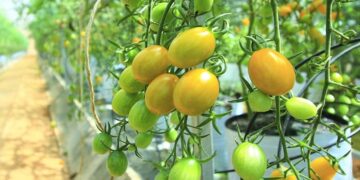 Hình ảnh vườn dưa hấu Pepino Đà Lạt