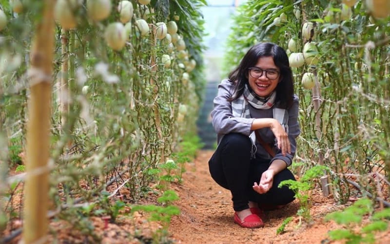 Nhu cầu mua bán loại dưa Pepino ngày càng tăng cao