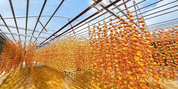 Khám phá đặc sản Đà Lạt hồng treo gió