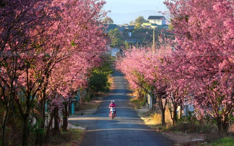 Mùa xuân tại Đà Lạt mang một màu hồng rất lãng mạn của hoa anh đào