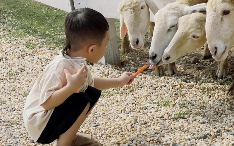 Những chú cừu háu ăn, mến người được nhiều bạn nhỏ yêu quý