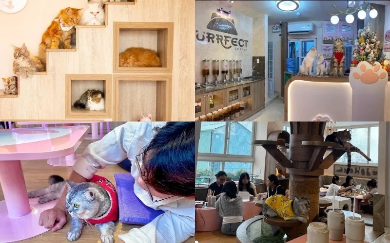 Purrfect Coffee - Quán cafe chó mèo Sài Gòn có nhiều tiện ích