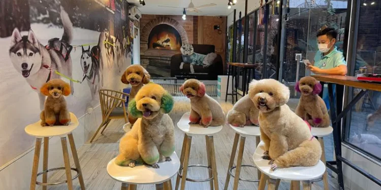 Top 13 quán cafe chó mèo Sài Gòn không gian chill, pet đáng yêu