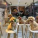 Top 13 quán cafe chó mèo Sài Gòn không gian chill, pet đáng yêu