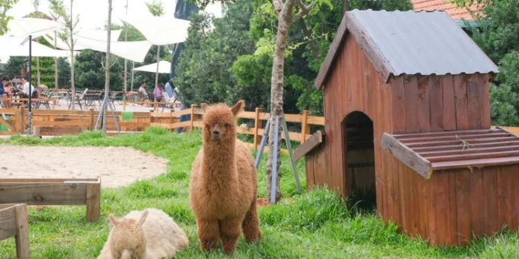 Tận hưởng góc nhỏ thư giãn tại các quán cafe nông trại ở Sài Gòn