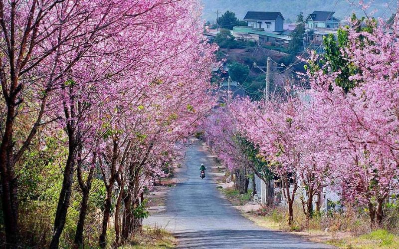 Đi du lịch Tết Ta ở Đà Lạt nên ngắm hoa anh đào