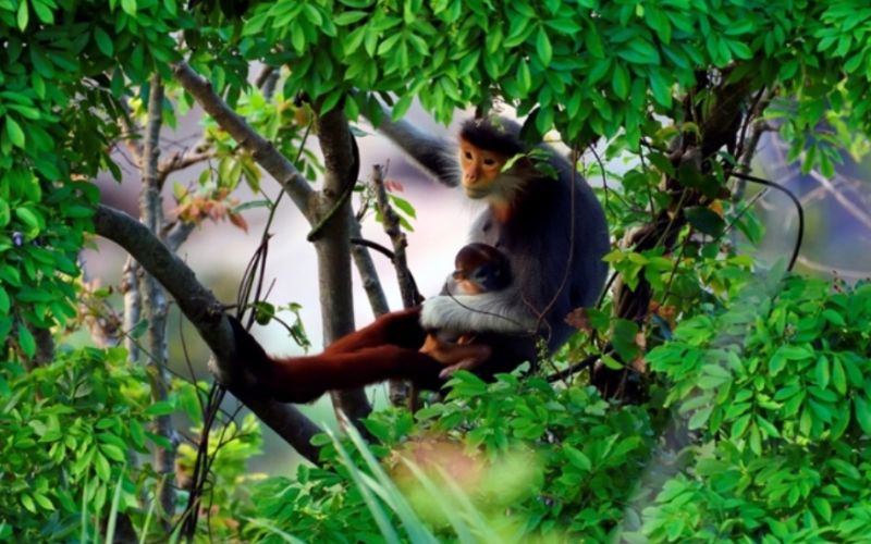 Phong cảnh hữu tình tại khu bảo tồn thiên nhiên Sơn Trà