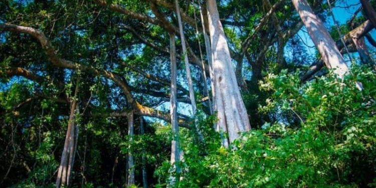 Khu bảo tồn thiên nhiên Sơn Trà: Du lịch xanh tại Đà Nẵng 5 Khu bảo tồn thiên nhiên Sơn Trà: Du lịch xanh tại Đà Nẵng