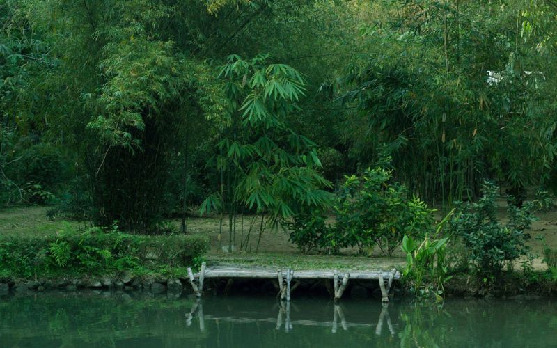 Sơn Trà Tịnh Viên - Khám phá chốn yên bình giữa lòng Đà Nẵng 8 Bảo tàng tre độc đáo tại Sơn Trà Tịnh Viên