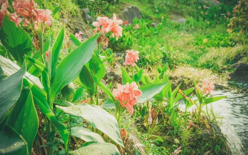 Khu du lịch Suối Hoa Đà Nẵng - Điểm đến tuyệt vời cho mọi kỳ nghỉ 8 Thiên nhiên ở Suối Hoa luôn xanh mướt và trổ bông quanh năm